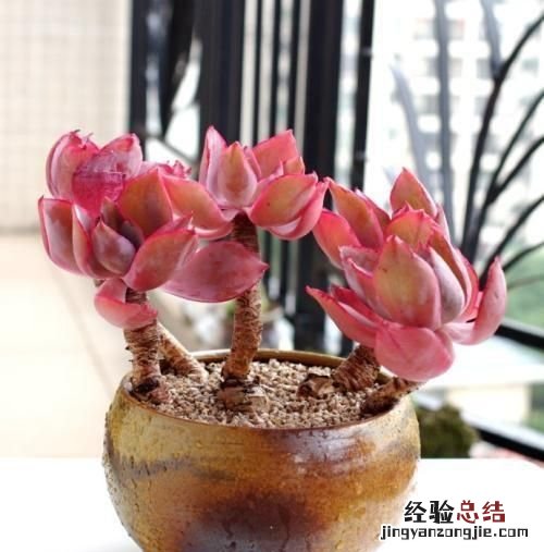 多肉怎么养的又肥又胖,多肉怎么养肥桃美人月美人怎么养才会肥呢