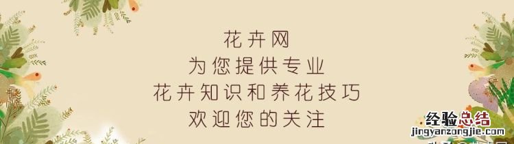 多肉怎么养的又肥又胖,多肉怎么养肥桃美人月美人怎么养才会肥呢