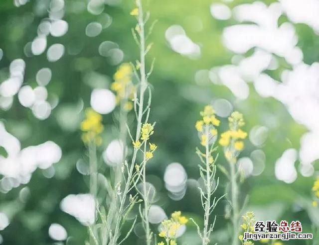 清新淡雅荷花调色教程ps 如何用ps调出清新淡雅的色彩
