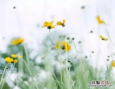 清新淡雅荷花调色教程ps 如何用ps调出清新淡雅的色彩