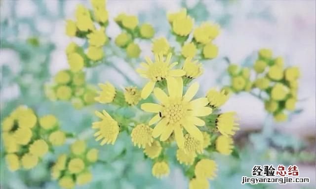 清新淡雅荷花调色教程ps 如何用ps调出清新淡雅的色彩