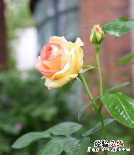 月季花有多少颜色什么季节开放 月季花有几种颜色分别是什么