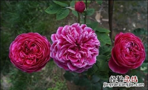 月季花有多少颜色什么季节开放 月季花有几种颜色分别是什么