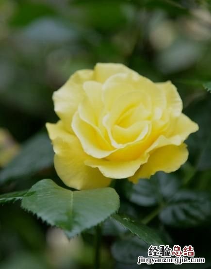 月季花有多少颜色什么季节开放 月季花有几种颜色分别是什么