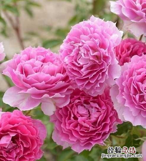 月季花有多少颜色什么季节开放 月季花有几种颜色分别是什么