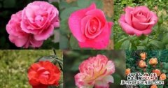 月季花有多少颜色什么季节开放 月季花有几种颜色分别是什么