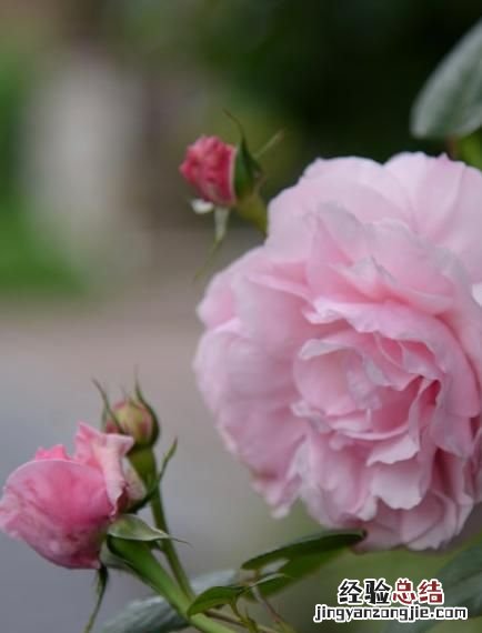 月季花有多少颜色什么季节开放 月季花有几种颜色分别是什么