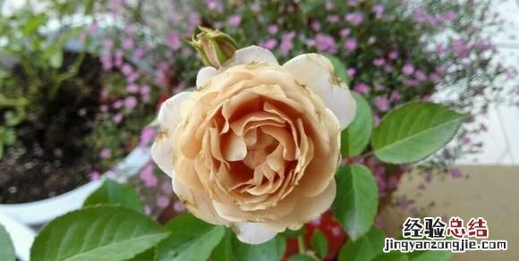 月季花有多少颜色什么季节开放 月季花有几种颜色分别是什么