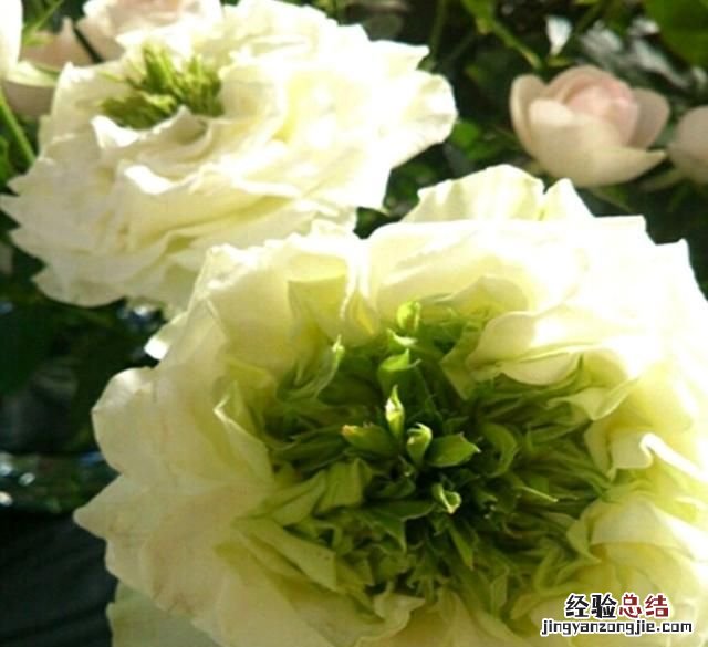 月季花有多少颜色什么季节开放 月季花有几种颜色分别是什么