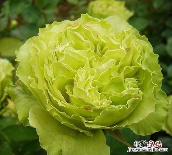 月季花有多少颜色什么季节开放 月季花有几种颜色分别是什么
