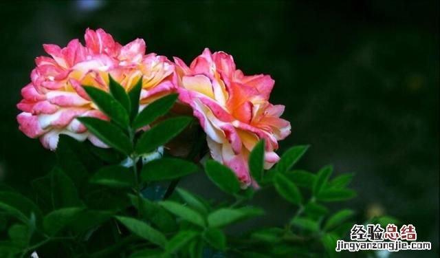 月季花有多少颜色什么季节开放 月季花有几种颜色分别是什么