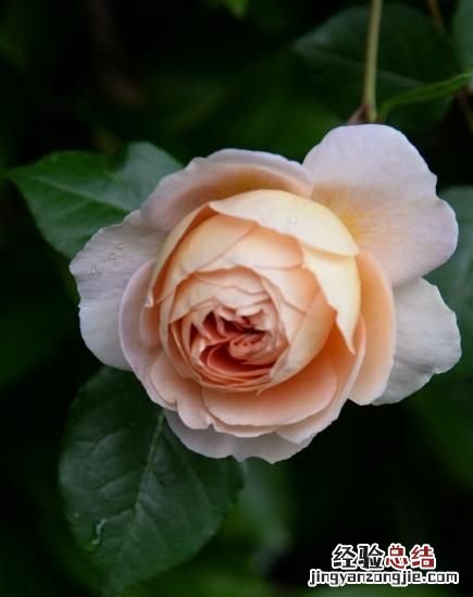 月季花有多少颜色什么季节开放 月季花有几种颜色分别是什么