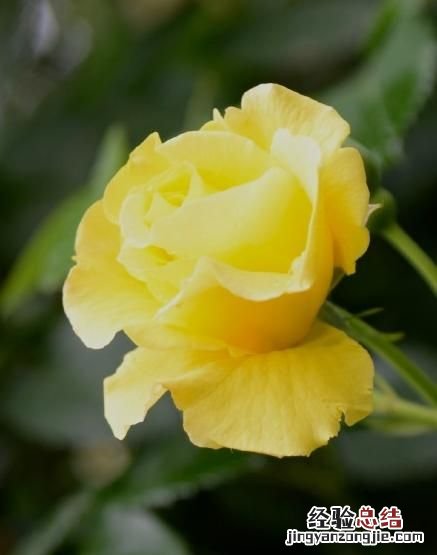 月季花有多少颜色什么季节开放 月季花有几种颜色分别是什么