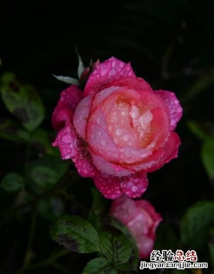 月季花有多少颜色什么季节开放 月季花有几种颜色分别是什么