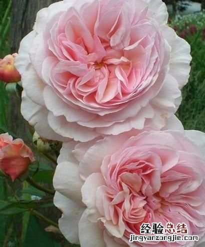 月季花有多少颜色什么季节开放 月季花有几种颜色分别是什么
