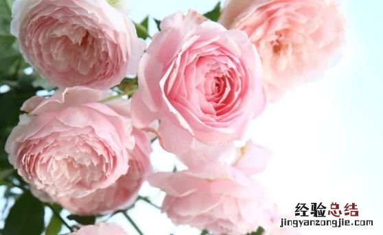 月季花有多少颜色什么季节开放 月季花有几种颜色分别是什么