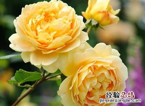月季花有多少颜色什么季节开放 月季花有几种颜色分别是什么