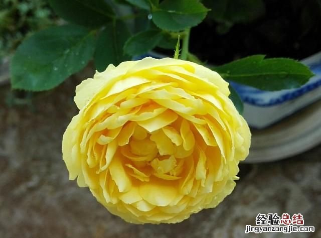月季花有多少颜色什么季节开放 月季花有几种颜色分别是什么