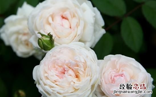 月季花有多少颜色什么季节开放 月季花有几种颜色分别是什么