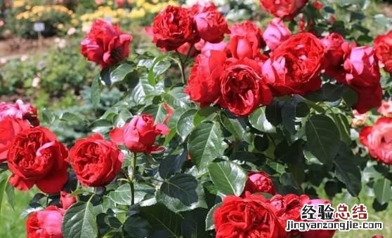 月季花有多少颜色什么季节开放 月季花有几种颜色分别是什么