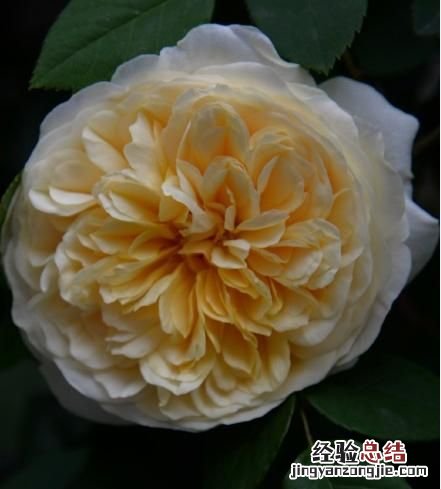 月季花有多少颜色什么季节开放 月季花有几种颜色分别是什么