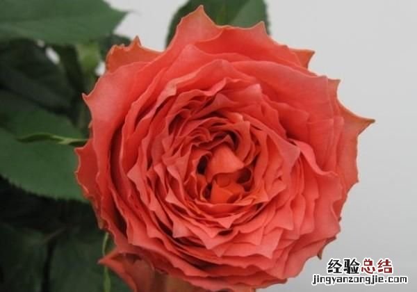 月季花有多少颜色什么季节开放 月季花有几种颜色分别是什么