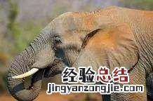 大象用什么辨味