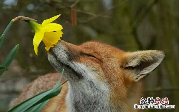 大象用什么辨味