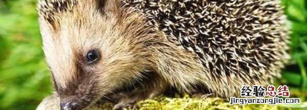 刺猬要冬眠,刺猬冬眠一般寿命是多少