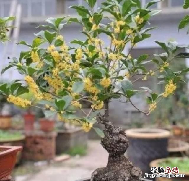 什么品种的桂花树好