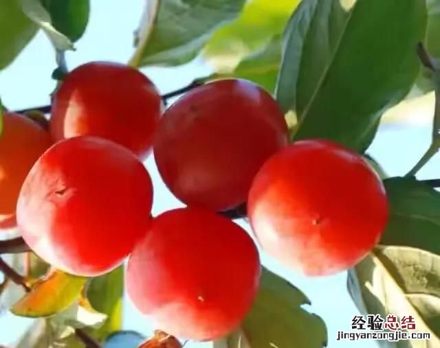 寒露节气的由来与习俗 寒露节气的含义是什么