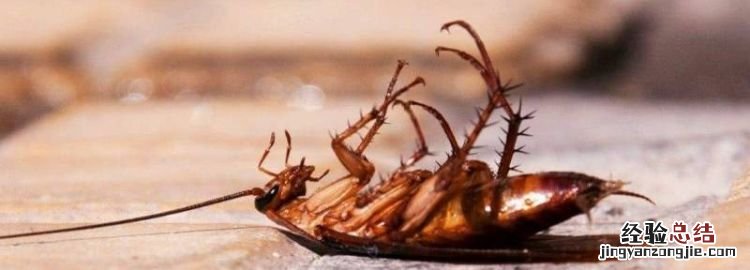 酒精能杀死蟑螂，用薰香放在衣柜里能驱走蟑螂