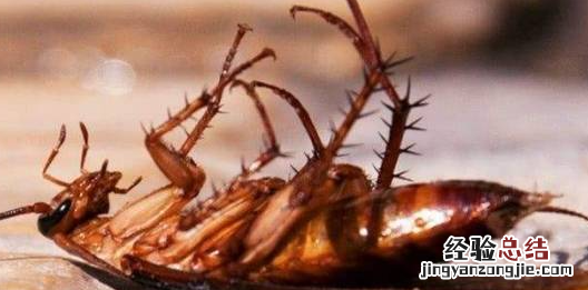 蟑螂是益虫还是害虫