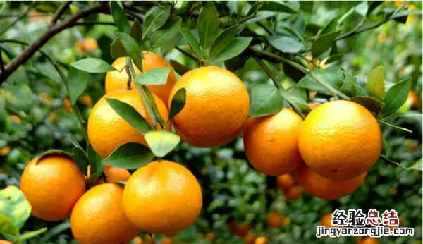 贡柑是什么水果,皮像桔子里面是圆球叫什么水果