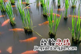 青田被称为什么