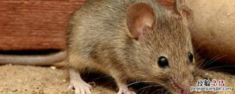 老鼠会吃兔子,老鼠啃过的东西还能吃