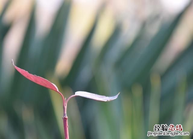 事业上的成功靠的是什么