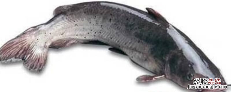 江团是鲶鱼，西安的江团是鲶鱼