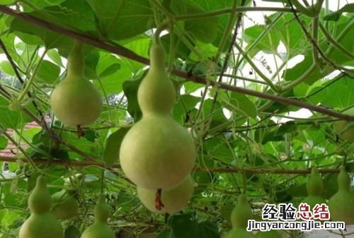 葫芦怎么栽种,葫芦怎么栽培