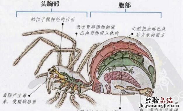 蜘蛛是一种昆虫吗