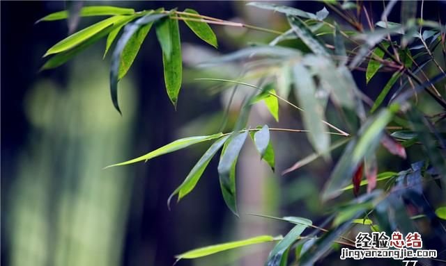 西湖美在哪里简短一点,西湖美在哪里