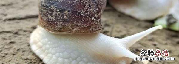 蜗牛喜欢吃什么，方舟蜗牛吃什么