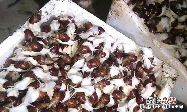 蜗牛喜欢吃什么，方舟蜗牛吃什么