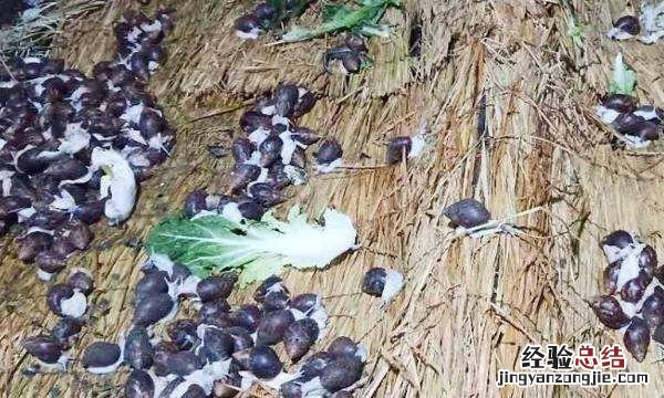 蜗牛喜欢吃什么，方舟蜗牛吃什么