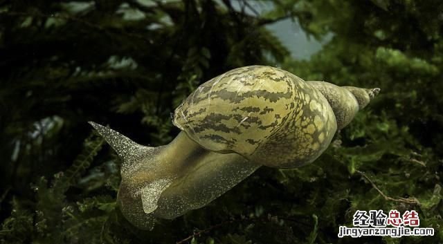 蜗牛喜欢吃什么，方舟蜗牛吃什么