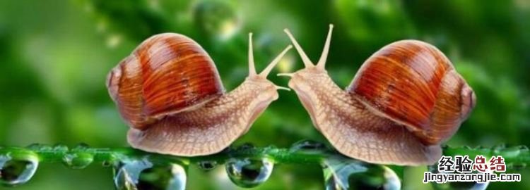 蜗牛喜欢吃什么，方舟蜗牛吃什么
