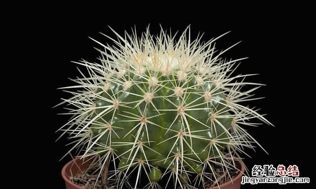 什么植物可以防辐射呢