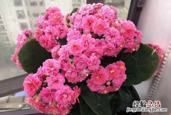 什么植物可以防辐射呢