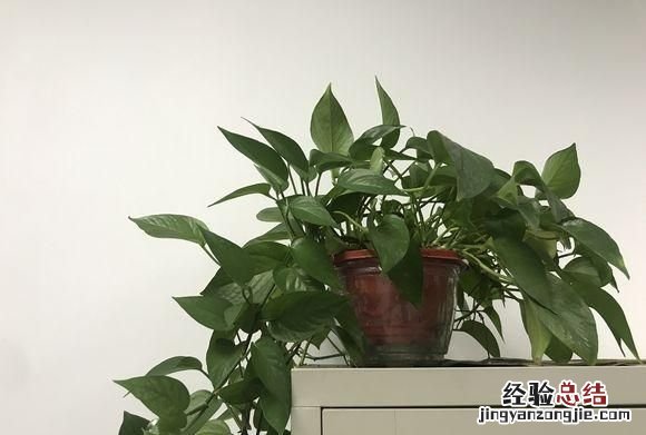 什么植物可以防辐射呢