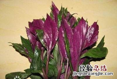 紫色叶子的菜叫什么名字